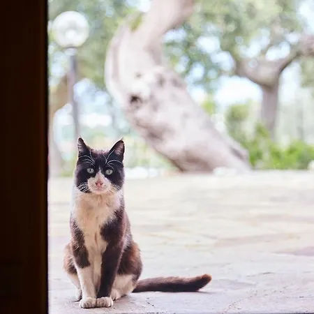 Casa Naite * بولينيانو آ ماري